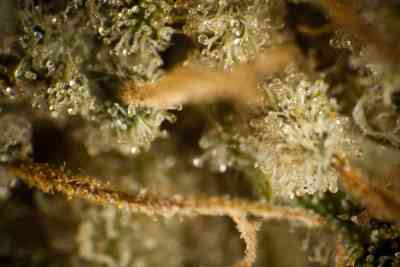 Tropimango > Philosopher Seeds | Feminized Marijuana   |  Indica