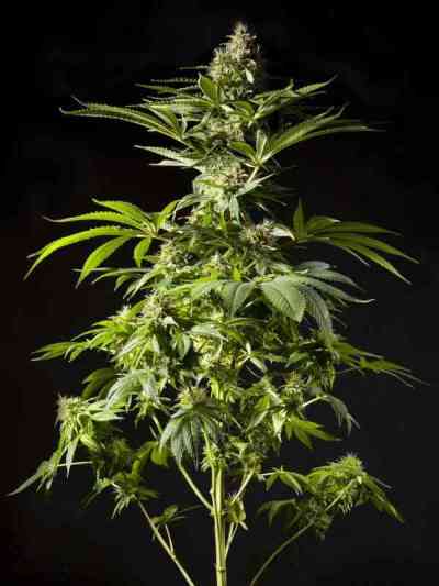 Tropimango > Philosopher Seeds | Feminized Marijuana   |  Indica