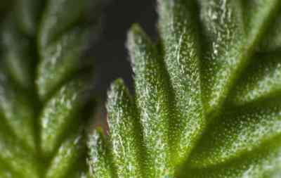 Tropimango > Philosopher Seeds | Feminized Marijuana   |  Indica
