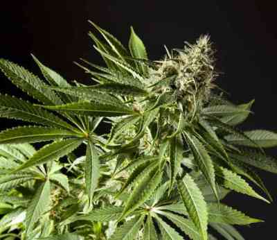 Tropimango > Philosopher Seeds | Feminized Cannabis   |  Indica