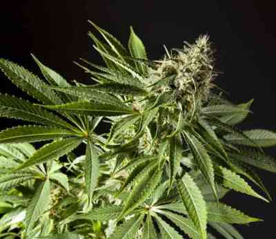 Tropimango > Philosopher Seeds | Feminized Marijuana   |  Indica