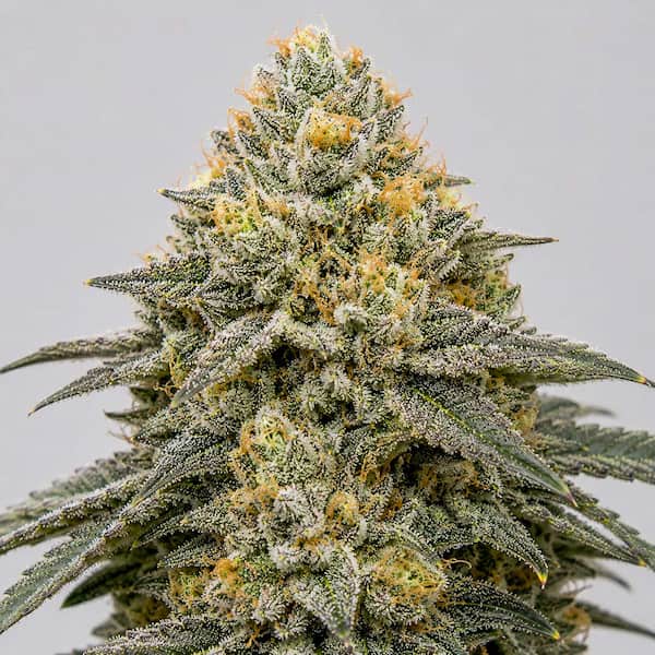 True OG x Runtz Seed > Ripper Seeds | Feminized Cannabis   |  Indica