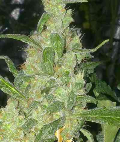 Turing Autoflowering Seed > Super Strains | Autoflowering Cannabis   |  Indica