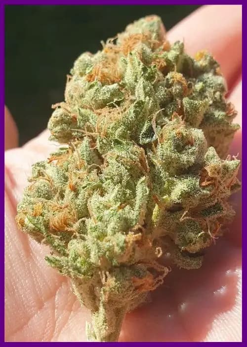 Tutti Candy > Zmoothiez | Feminisierte Hanfsamen  |  Indica