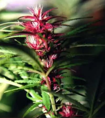 Twilight > Dutch Passion | Feminisierte Hanfsamen  |  Indica