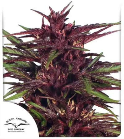 Twilight > Dutch Passion | Feminized Marijuana   |  Indica