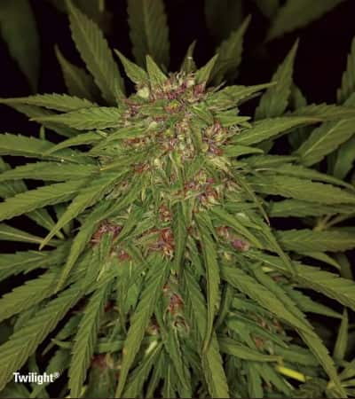 Twilight > Dutch Passion | Feminisierte Hanfsamen  |  Indica