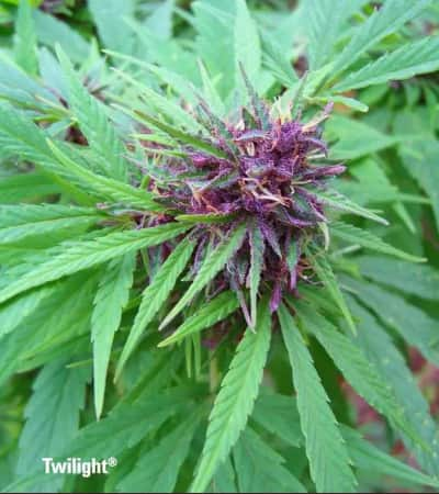 Twilight > Dutch Passion | Feminized Marijuana   |  Indica