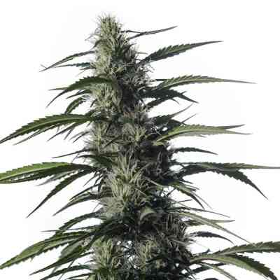 Txaki > Medical Marijuana Genetics | Feminized Marijuana   |  Sativa