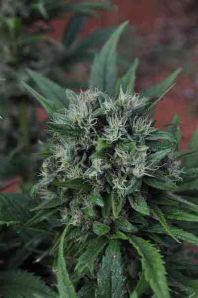 U2 > Mr. Nice | Semillas Regulares  |  Sativa