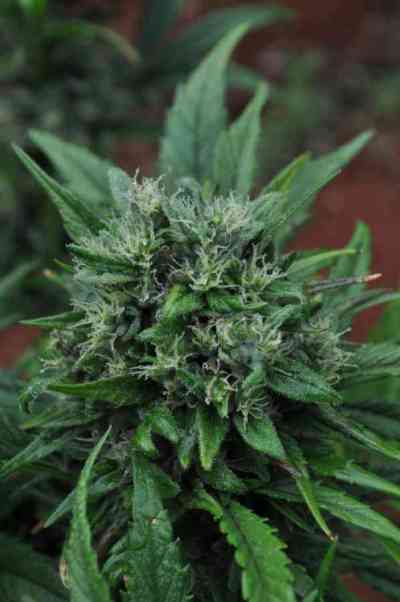 U2 > Mr. Nice | Graines Normal  |  Sativa