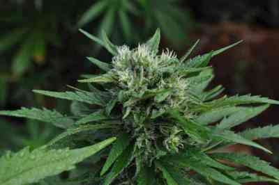 U2 > Mr. Nice | Semillas Regulares  |  Sativa