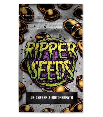 UK Cheese x Motorbreath > Ripper Seeds | Feminisierte Hanfsamen  |  Indica