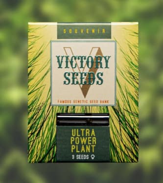 Ultra Power Plant > Victory Seeds | Semillas feminizadas  |  Indica