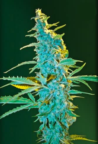 Ultra Power Plant > Victory Seeds | Graines Féminisées  |  Indica