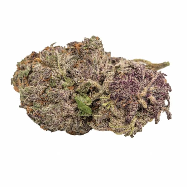 Ultra Violet GMO Seed > Growers Choice | Feminized Cannabis   |  Indica