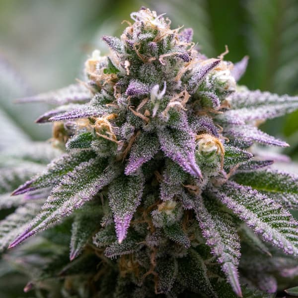Ultra Violet GMO Seed > Growers Choice | Feminized Cannabis   |  Indica