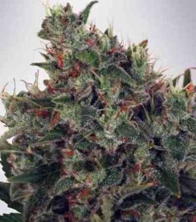 Ultra White Amnesia Seed > Ministry of Cannabis | Feminized Marijuana   |  hybrid