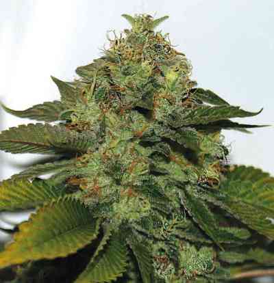 UltraSour > TH Seeds | Feminized Marijuana   |  Indica