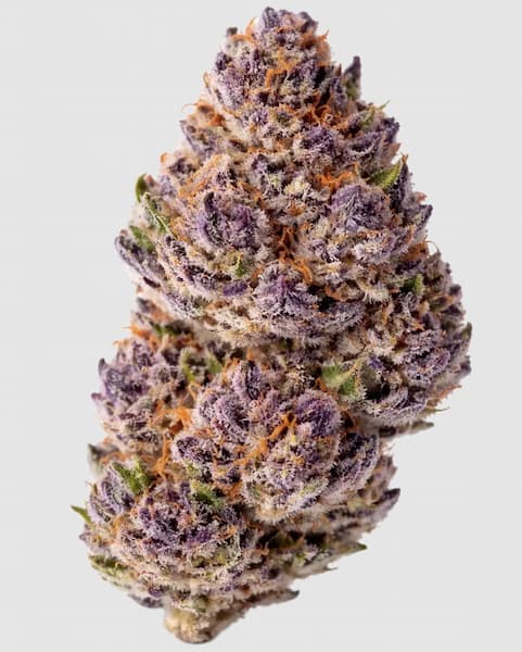 Unicorn Wagyu Auto graines > Growers Choice | Graines de cannabis autoflo  |  Hybride