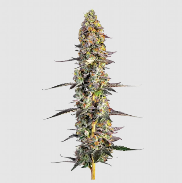 Unicorn Wagyu Auto graines > Growers Choice | Graines de cannabis autoflo  |  Hybride