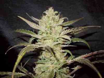 Upstream > Delicatessen | Feminized Marijuana   |  hybrid