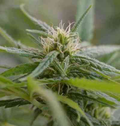 Upstream > Delicatessen | Feminized Marijuana   |  hybrid