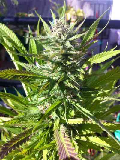 Upstream > Delicatessen | Feminized Marijuana   |  hybrid