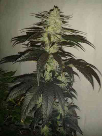 Upstream > Delicatessen | Feminized Marijuana   |  hybrid