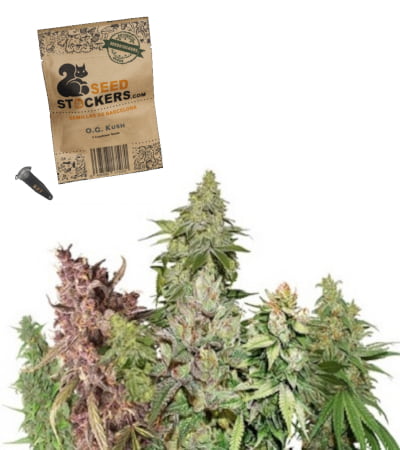 USA Auto Mix > Seed Stockers | Semillas autoflorecientes  |  Índica