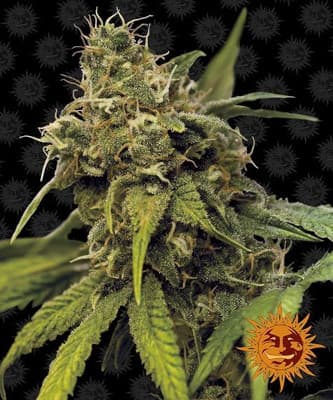 Utopia Haze > Barney`s Farm | Feminisierte Hanfsamen  |  Sativa