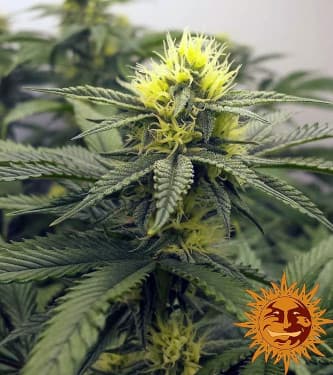 Utopia Haze > Barney`s Farm | Semillas feminizadas  |  Sativa