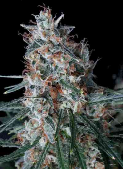 Utopia Seed > Absolute Cannabis Seeds | Feminized Marijuana   |  hybrid