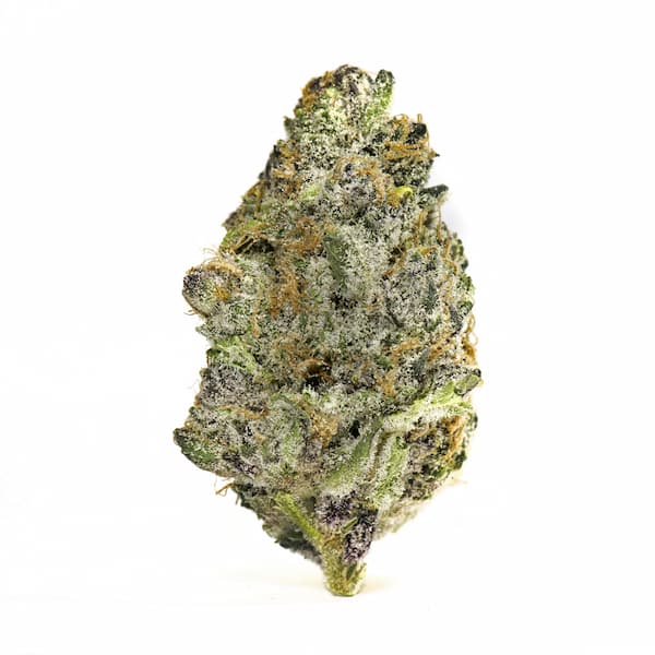 Uva Gump Seed > Bask Triangle Farms | Feminized Cannabis   |  Indica