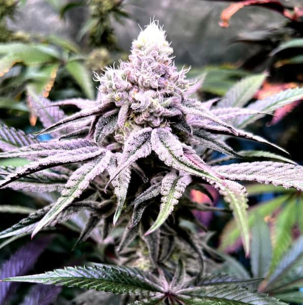 Uva Gump Seed > Bask Triangle Farms | Feminized Cannabis   |  Indica