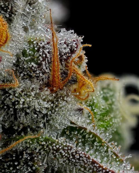 Vanilla Creme Pie > Humboldt Seed Company | Feminized Cannabis   |  Indica