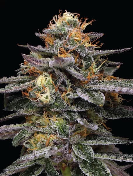 Vanilla Frosting > Humboldt Seeds Company | Feminized Cannabis   |  Indica