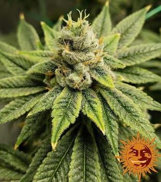 Vanilla Kush > Barney`s Farm | Feminisierte Hanfsamen  |  Indica