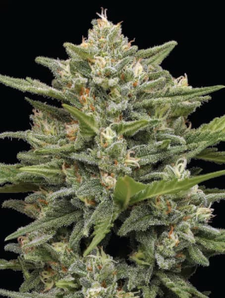 Vanilla Latte Auto > Humboldt Seed Company | Autoflowering Cannabis   |  Indica