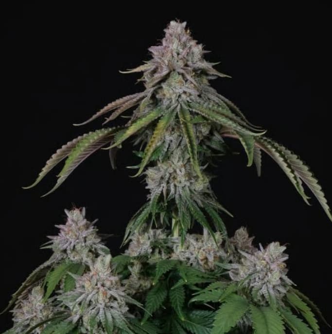 Velvet Mist graines > Paradise Seeds | Graines Féminisées  |  Indica