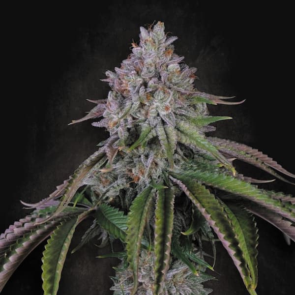 Velvet Mist graines > Paradise Seeds | Graines Féminisées  |  Indica
