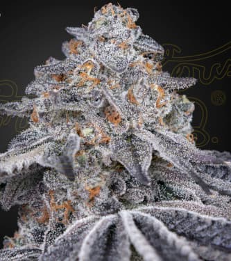 Velvet Moon > Green House Seed Company | Cannabis seeds recommendations  |  TOP 10 Feminized