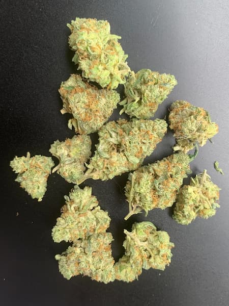 Verbena Funk Seed > Mamiko Seeds | Regular Cannabis   |  Hybrid