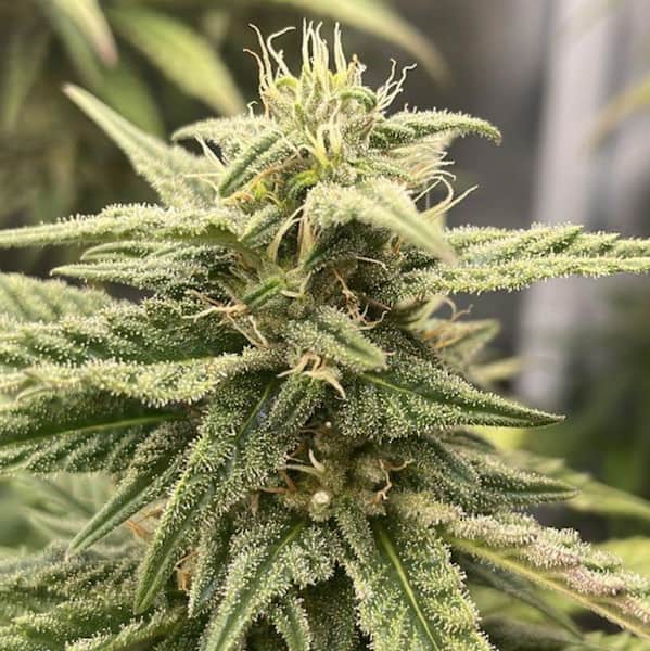 Zushi Verde Seed > Elev8 Seeds | Feminized Cannabis   |  Hybrid