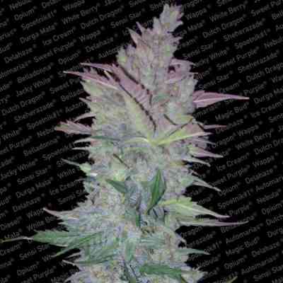 Auto Collection Pack #1 > Paradise Seeds | Autoflowering Cannabis   |  Hybrid