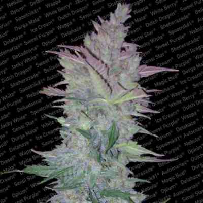 Auto Collection Pack #1 > Paradise Seeds | Autoflowering Hanfsamen  |  Hybrid