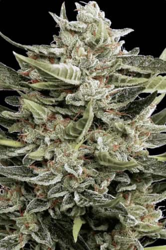 Vertigo > Paradise Seeds | Autoflowering Hanfsamen  |  Hybrid