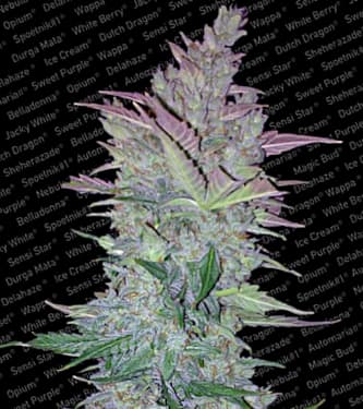 Vertigo > Paradise Seeds | Graines Autofloraison  |  Hybride