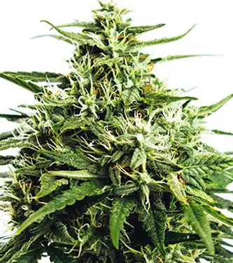 Vision Gorilla Auto > Vision Seeds | Graines Autofloraison  |  Hybride