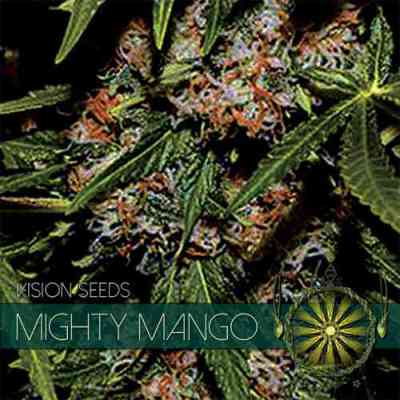 Mighty Mango Bud > Vision Seeds | Feminisierte Hanfsamen  |  Indica